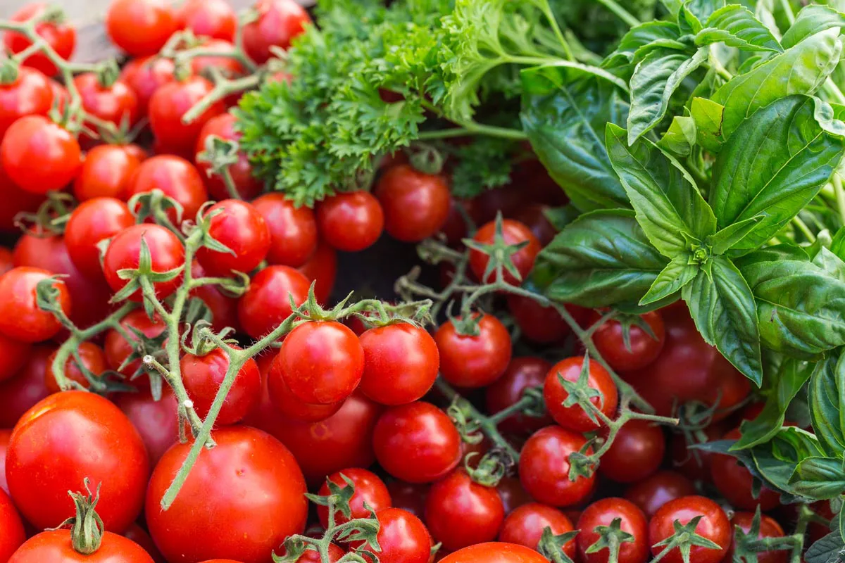 cherry tomatoes in old wooden tray